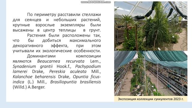 Коллекция суккулентов Ботанического сада Самарского университета смотреть онлайн