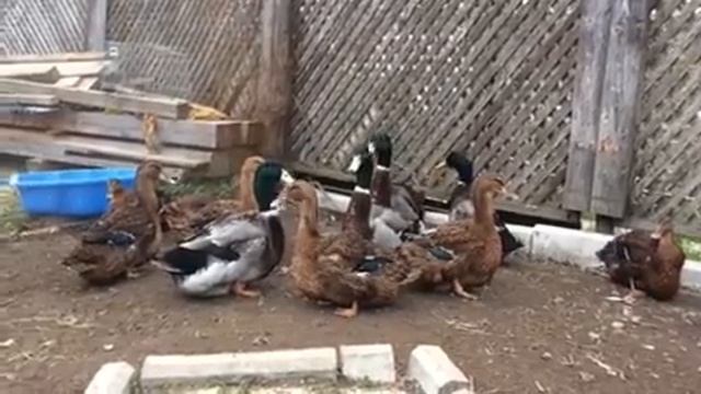 Руанские утки в хозяйстве КомовДвор