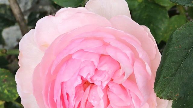 Rosier anglais "Héritage®' Le délicieux parfum se propage. смотреть онлайн