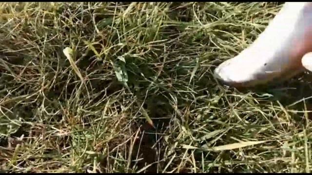 Редчайшую радужную форель поймали на Сахалине смотреть онлайн