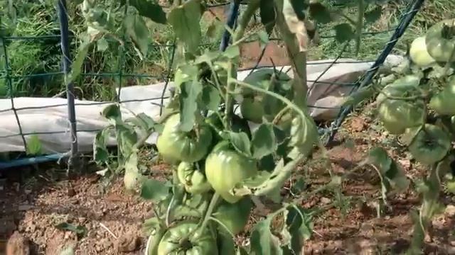 Как ускорить созревание и спасти урожай помидор от фитофторы.mp4 смотреть онлайн