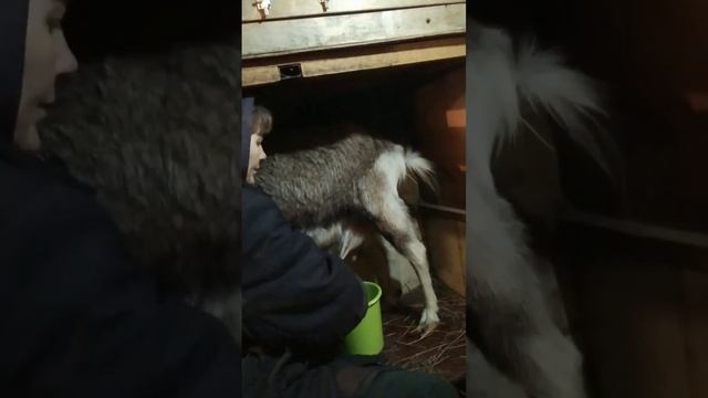 Дою козу после окота