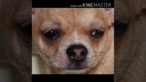 Сабака писала сабака какала сабака села и заплакала???....