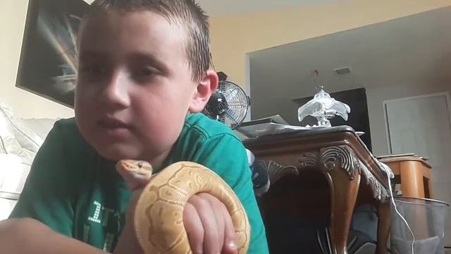 Erik new caramel pinstripe ball python смотреть онлайн