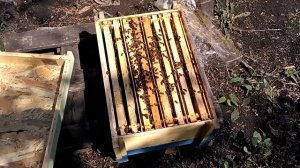 Рогатый улей, размышления о нуклеусах и вынужденные ошибки