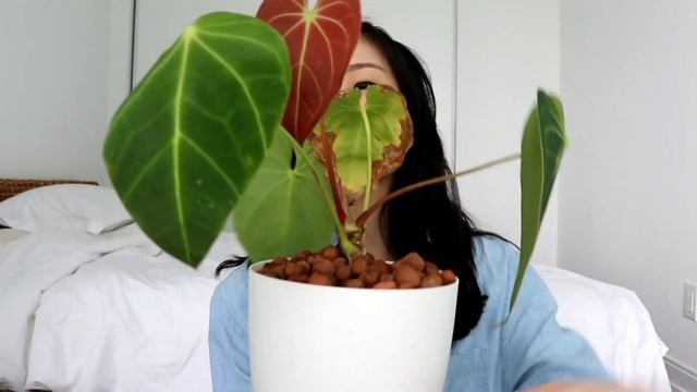 My Anthurium Collection | Uncommon Houseplants смотреть онлайн