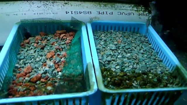 Cabomba removed for cleaning. смотреть онлайн