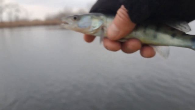 "ОГРОМНЫЕ" СУДАКИ ЗИМНЯЯ РЫБАЛКА 2023 #рыбалка2023 смотреть онлайн