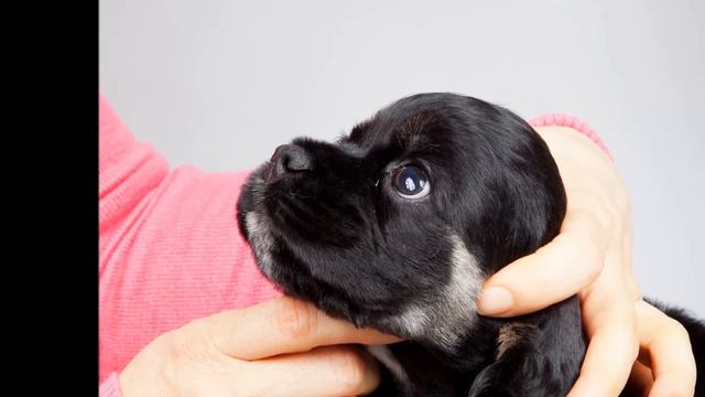 Пума 2 месяца