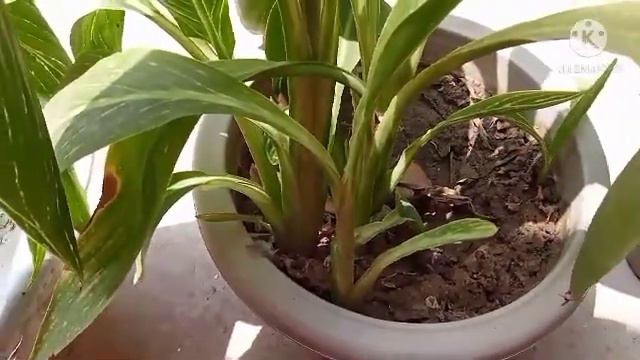 [Requested video] reporting care tips of canna lily#cannalily #summerplant #beautifullflowers смотреть онлайн