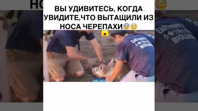 У этой черепахи в ноздре была обнаружена пластиковая вилка смотреть онлайн