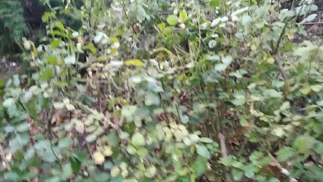 Подготовка роз к зимовке.