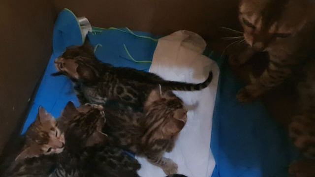 Бенгальские котята с документами от питомника Кинг вайлд спот(King Wild Spot)