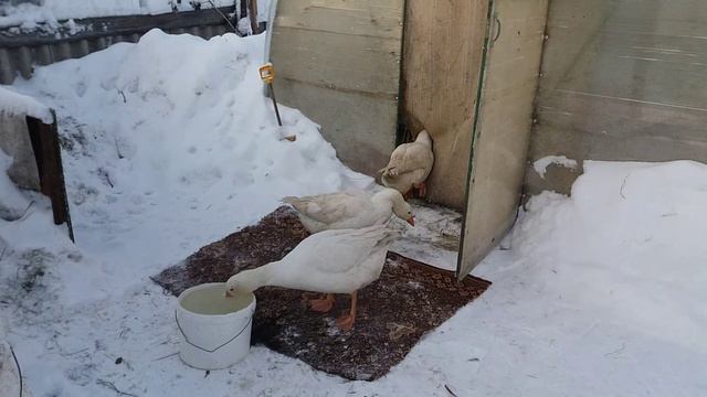 Мои гуси в мороз -20° смотреть онлайн