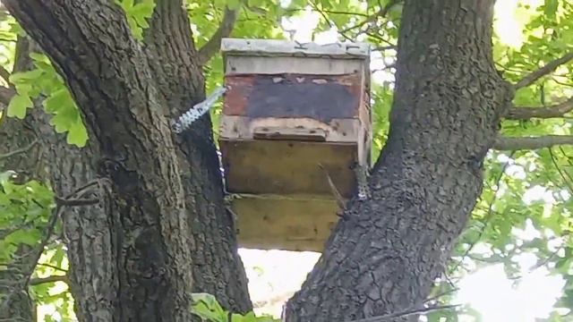 проверяю ловушки (май24г.) первые рои.🐝.mp4 смотреть онлайн