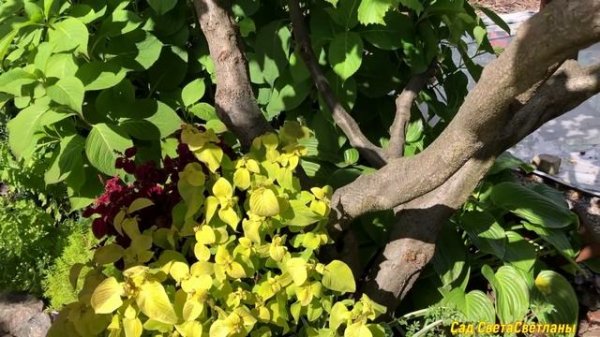 Фундук в нашем саду. Посадите фундук для мужчин. Лещина. Уход,выращивание,УРОЖАЙ#орехфундуккустарни