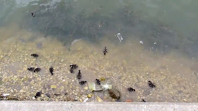 Утка Нырок в Кусково смотреть онлайн