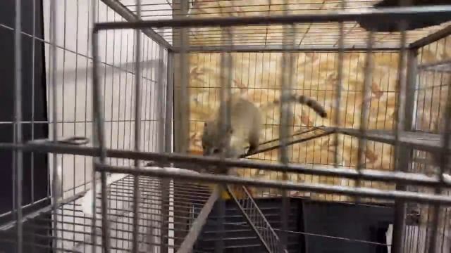 ЧТО ОПЯТЬ? Такое шикарное было утро, пока не открыли дверь в дом…! Люся или Соня? смотреть онлайн