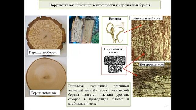 "ЗАЧЕМ ДЕРЕВУ КОРА?". ПРИГЛАШАЕМ В НАТУРАЛИСТИЧЕСКИЙ ЛЕКТОРИЙ "ПРИРОДА КАРЕЛИИ" смотреть онлайн