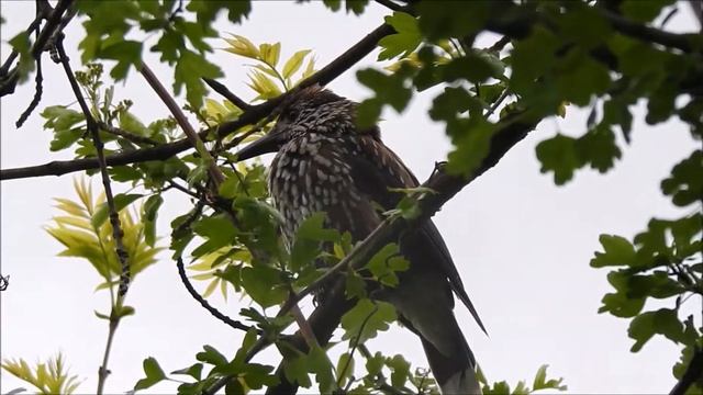 Alunar, Nucifraga caryocatactes, Spotted Nutcracker смотреть онлайн