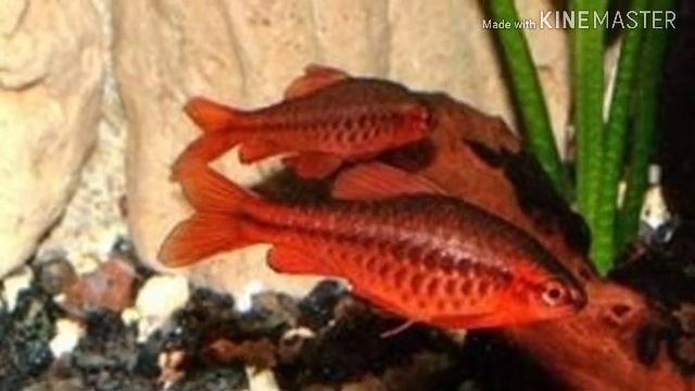 БАРБУС ВИШНЁВЫЙ(ОБЗОР)