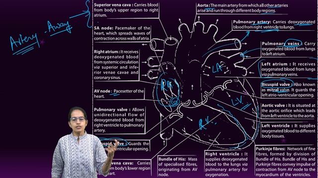 Human Circulatory System: Bundle of His, SA Node, AV Node, Valves, Auricles, Ventricles | Biology смотреть онлайн