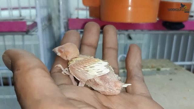 Alhamdulillah Best fostring Bengalies result Albino benglies java sparrow смотреть онлайн