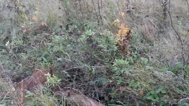 Засолка и копчение рыбы дедовским способом.Коптилка холодного копчения.Солим и коптим карпа холодны смотреть онлайн