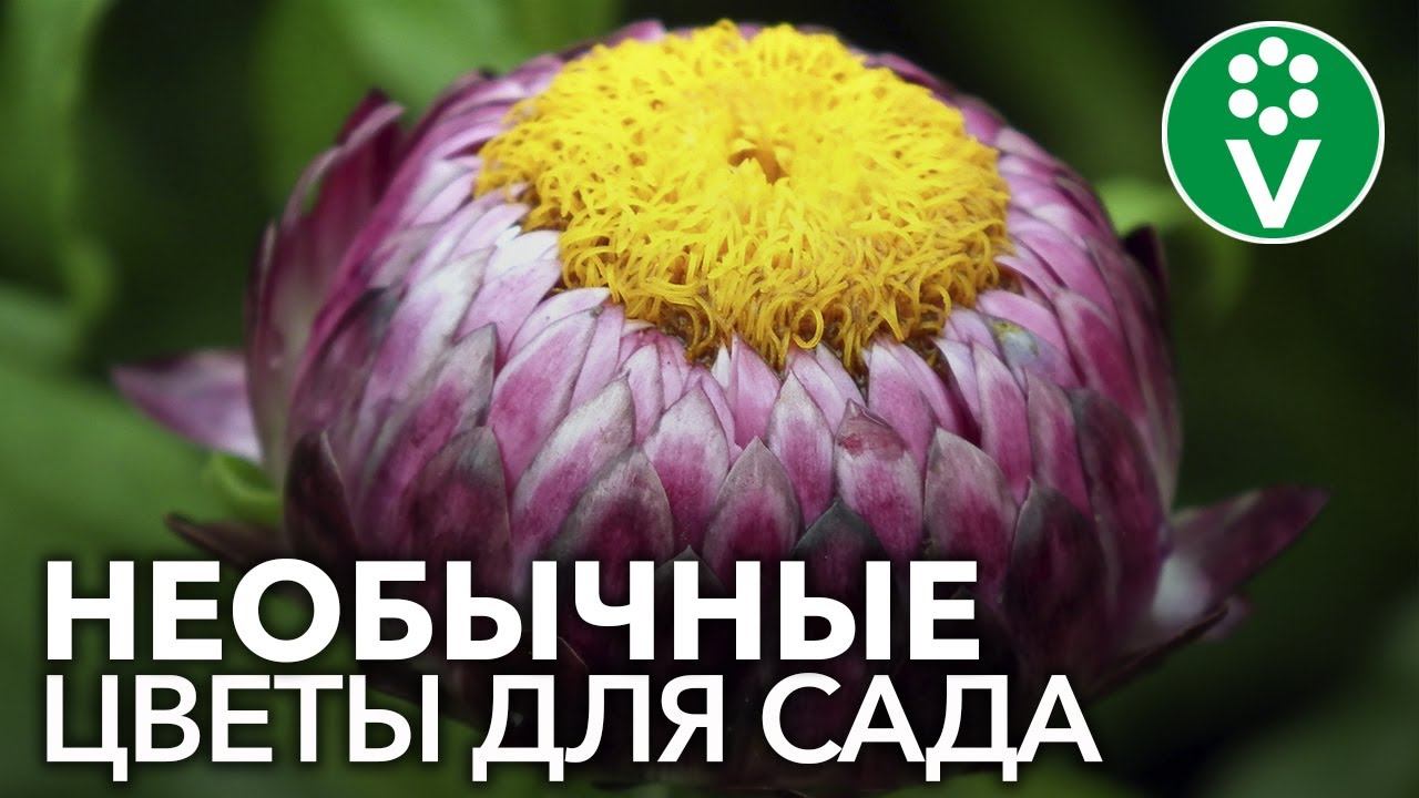 ПОСЕЙТЕ ЭТИ НЕОБЫЧНЫЕ ЦВЕТЫ, которые поразят вас вовсе не своим цветением смотреть онлайн