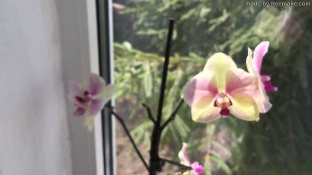 нужно ли обрезать отцветшие цветоносы у фаленопсисов? мой эксперимент смотреть онлайн