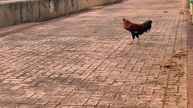 LIFE IN BARBADOS- Week 5: Speightstown and the Changing Seas смотреть онлайн