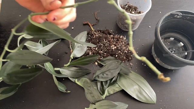 SCINDAPSUS TREUBII MOONLIGHT