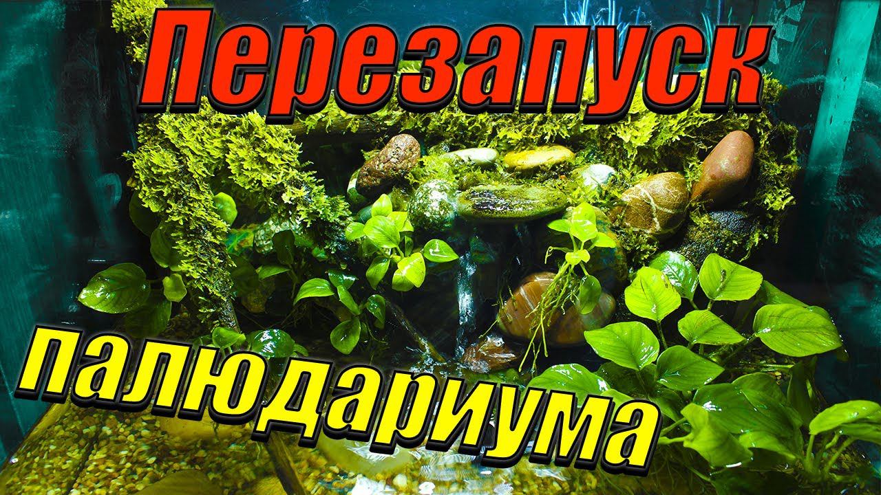 Перезапуск палюдариума! [Делаю всё с нуля! Произвожу замену фильтра в палюдариуме!] смотреть онлайн