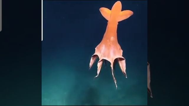 Трансформация тела кальмара смотреть онлайн