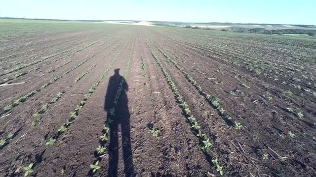 Подсолнечник после Раундапа. смотреть онлайн