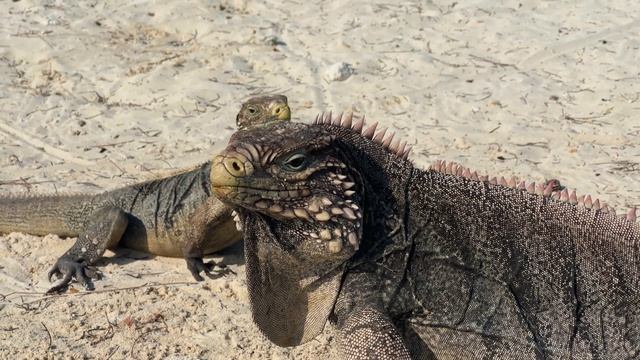 Cayo Largo Cuba Iguana Island Trip 4K смотреть онлайн