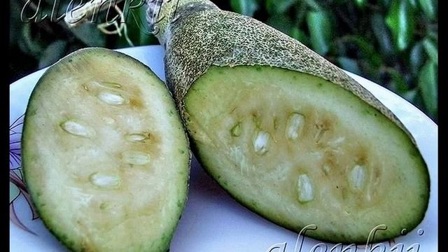 про колбасные деревья смотреть онлайн