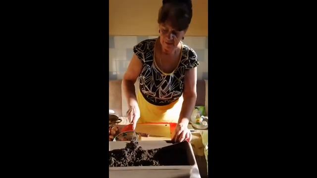 Выращивание на зелень лука шалота в домашних условиях смотреть онлайн