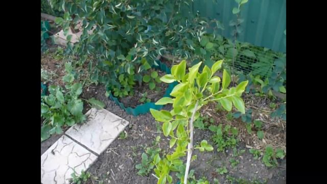 Зизифус Унаби Китайский финик состояние на 16.06.20. смотреть онлайн