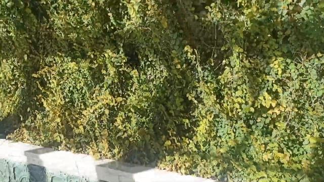 Крым .Алупка .Воронцовский дворец. Ноябрь 2023 год. смотреть онлайн