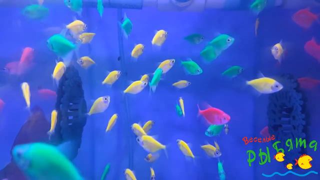 2020 05 11 11 08 30 Тернеции ГЛО в РЫБятах смотреть онлайн