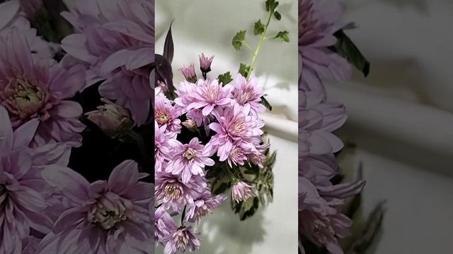 Хризантема-мультифлора Arluno Pink #chrysanthemumflower #цветы #хризантема #черенкихризантемы смотреть онлайн