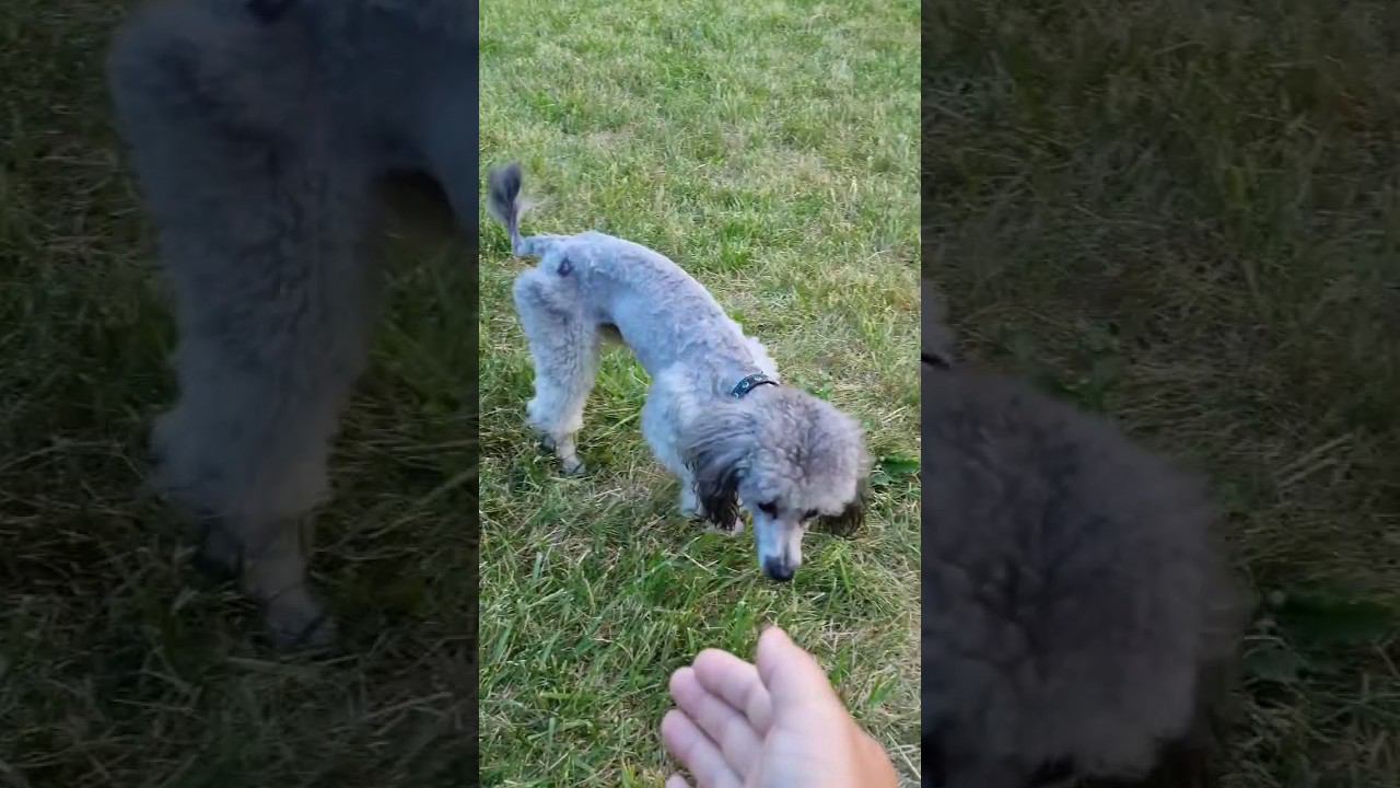 Собака играет с детьми#shorts смотреть онлайн