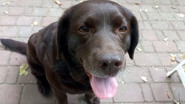 Кошачьи и собачьи анекдоты