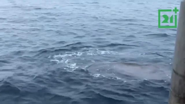 Нашествие китов в Мурманской области попало на видео смотреть онлайн