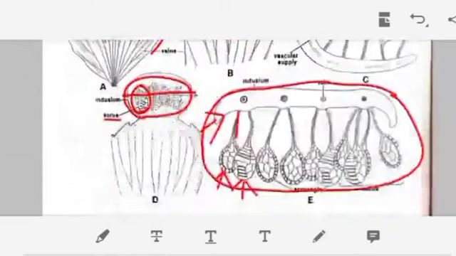 Pteridophyte Lecture 4 by VJR смотреть онлайн