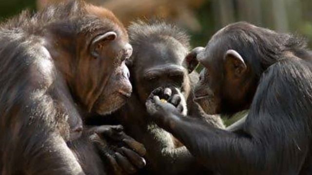 ମାଙ୍କଡ ରୁ ମଣିଷ ହେବାର କାହାଣୀ | Human Evolution Story In Odia | How Humans Evolved From Monkeys Odia