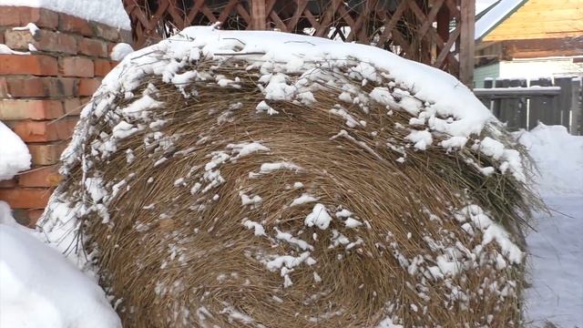 Результат хранения сена.Промежуточный итог.