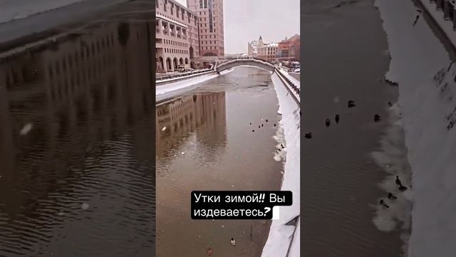 Утки?!! #зима #москва #утки смотреть онлайн