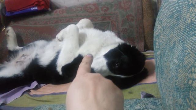 Алабай. САО. Дуняша беременая спим. смотреть онлайн